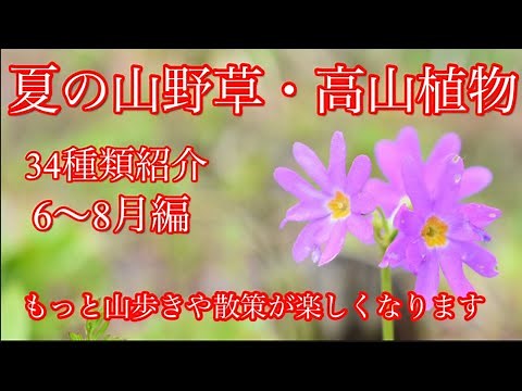 【山野草】夏の山野草・高山植物 この花なぁに 34種類