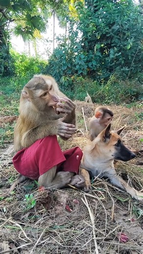 Great video Super SokYaa And Sokhaa Very Adorable & Harmony Animals Around The World #shorts