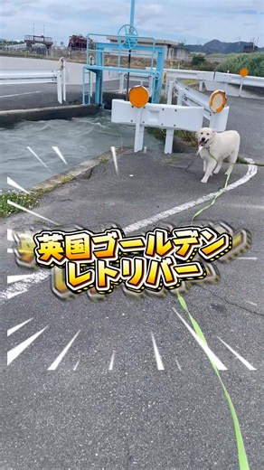 タレント犬のメンタリティをもつ犬 #犬 #ゴールデンレトリバー #大型犬 #癒し #可愛い