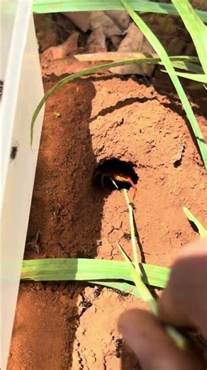 Alien fire ants VS Centipede skills