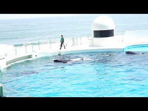 じゃれ合ったついでに軽部トレーナーに海水飛ばしちゃったのは～？3回目パフォーマンス直前のオーシャンスタジアム 鴨川シーワールドにて 2021年5月30日 C0010