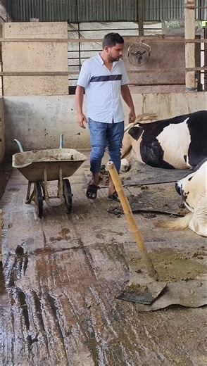 মাস্টার্স পাস করেও চাকরি না… তারপর যা করলো! #খামার #successstory #motivation #cowfarm #bangla_voice