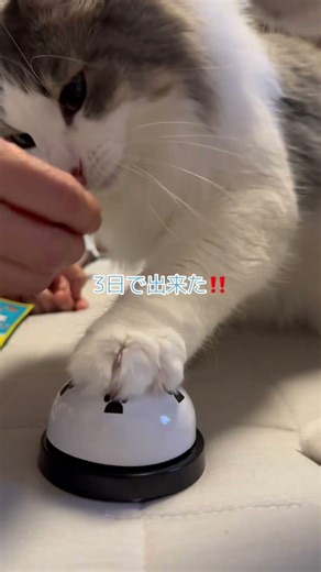 ベル鳴らしの訓練の結果 #catlove #猫のいる暮らし