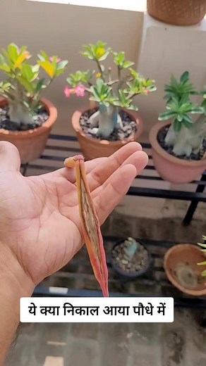 13K views · 193 reactions | Adenium seeds #reelsfb #shampysgarden #gardening | Shampy's Garden | Facebook