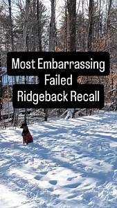 The fun part about Rhodesian Ridgebacks is they help you fail in new and exciting ways each day. Yesterday was the first time my dog wouldn't recall because she was having too much fun in the snow | markingourterritory