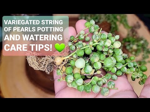 #96 VARIEGATED STRING OF PEARLS, HOW TO WATER, CARE TIPS AND RE-POTTING