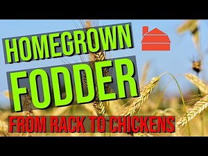 Fodder Feeding from the Rack to Chickens