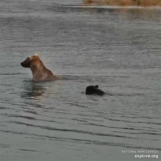 A warm welcome back to Grazer and her cub 🥺 | explore.org