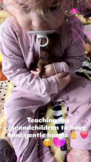Teaching my grandchildren to be kind and gentle ✨️ 💕 ,i will always encourage socialising my pups with my grandchildren from a very young age ,teaching them to be respectful, this is done in a safe clean environment, hands washed before and after and always supervised, its so important to me to raise calm well handled pups they go on to make the perfect family pets . My grand daughter Autumn 🍂 loves helping me and always says puppies nanny please ,how could I resist when she asked me to help t