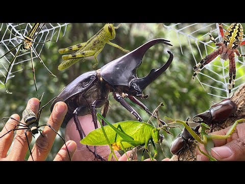 Hunting and Catching Insects in the Wild