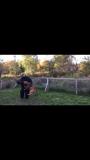 Full send 😳🦈💪🏾 #ddk9 #fyp #foryou #foryoupage #darkdynastyk9s