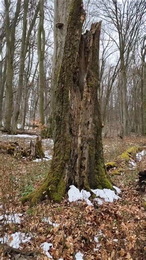 Forest Details 🌳 What's hidden inside? #nature