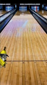daily meme (dog) bowling