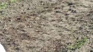 8.3K views · 730 reactions | Video anw ma jadwng bujina mwnla oblabw mwndangthi ya full confidence jwng.. YouTube -Mt | Mt Narzary | Facebook