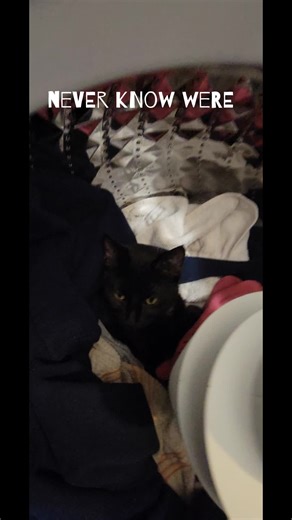 cat sleeping in washing machine #cat #animals #tiktok #fyp #viral