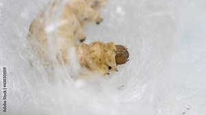 Close up of mature silkworm cocoon to build its nest inside its cocoon, 4k real time footage, Chinese agriculture and animal concept.