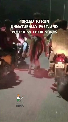 Horse Beating Cruelty Case