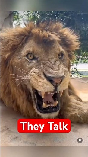 3 Animals That Talk — And We Understand