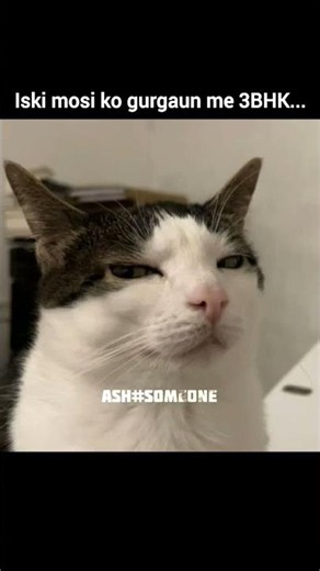 eeeeeeeeee🙂 #cat #memesworldofficial #funny #memehub #memes #amazingmemes #comedy #memeclip