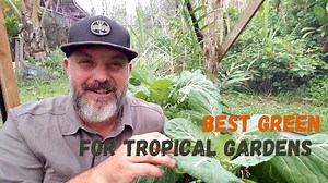 16 Edible Greens For The Tropical Garden | Homesteadinʻ Hawaiʻi