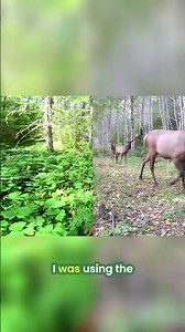 Wild Encounters: Trail Camera Secrets Revealed! #shorts