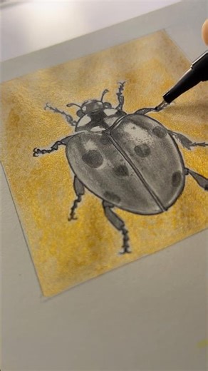 ✨ Bug sketch.. #art #sketchbook #sketch #drawing #artist #draw