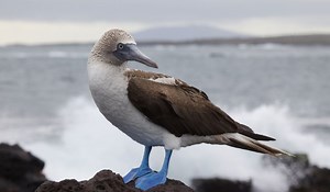 Blue Footed Booby Galapagos Bird - Fact & Information