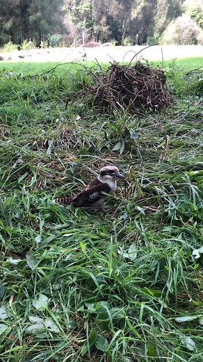 The kookaburra is an iconic Australian bird, with a laugh that tourists sometimes confuse for monkeys. They are carnivorous birds in the king fisher family, commonly feeding on lizards, snakes and baby birds. | Wonders of Nature Eco Tours | Facebook