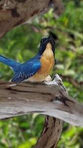 Wild Bird Song #birdsong #birdsounds #birds #nature #birdlovers | Alvin Hidayat Sasnata