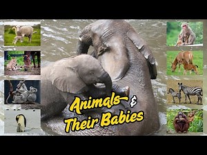 Animals and Their Babies | Learn Baby Animal Names for Kids
