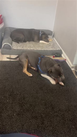 #pitbulltowing #pitbulllove #sovicious