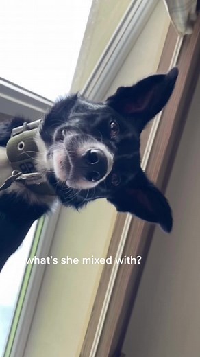 if i had £1 every time i was asked this i’d be rich, apparently people don’t know that border collies come shorthaired?? 😭