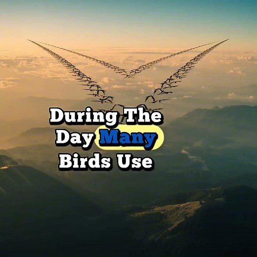 How Do Birds Know Where to Fly? The Amazing Truth