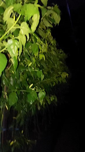 Tradisi Malam Tahun Baru 2025 ke 2026 di Alun-Alun