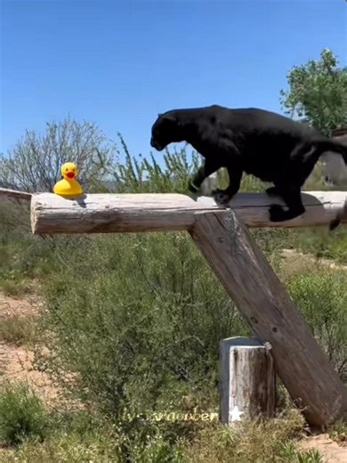 Silliest Big Cats Compilation | Cute and Goober Moments