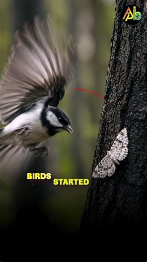 Mutation and Natural Selection Explained with the Peppered Moth #study #exam #strategy