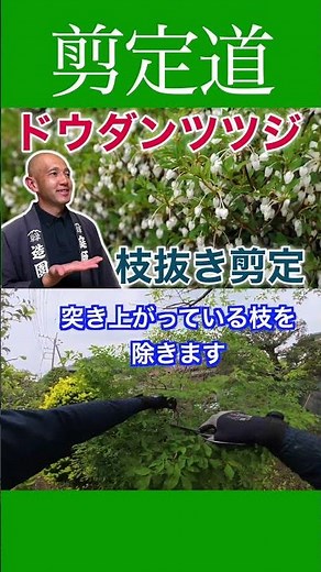《どれを切るのか》ドウダンツツジが映える庭に再生する #剪定方法 #庭作業 #庭木の管理 #庭木の手入れ #庭木の剪定 #ドウダンツツジ #庭木の配置