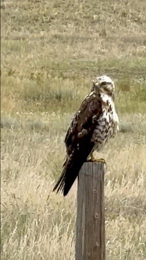Bird watching Prairie Falcon