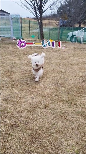 4/9 大笹牧場行ってきたよ #日光市 #ドッグラン #愛犬 #大笹牧場 #nikko #トイプードル #お散歩 #栃木県 #犬のいる生活