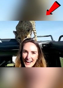 741K views · 10K reactions | Posing Paws: The Ultimate Animal Photo Shoot! | Bella Bean | Facebook