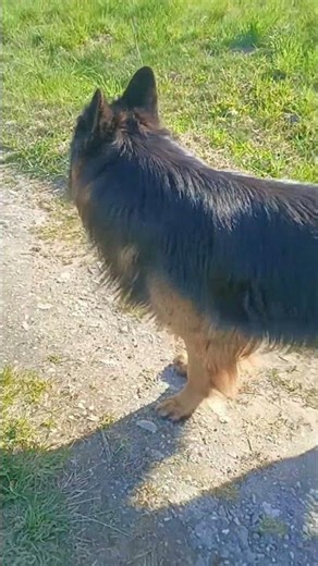 🔥🐕‍🦺#oldgermanshepherd #germanshepherd #gsd #kochampsy #cutedog