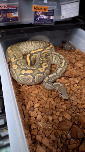 เริ่มแล้วเทศกาลผสมพันธุ์ ปี 2025 รอลุ้นต่อไปปี 2026 🎉 | Reality Ball Python-VIP