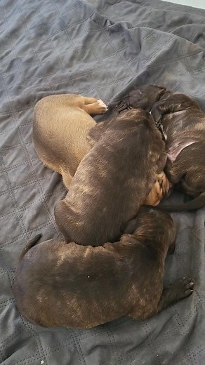 33 reactions · 8 comments | They just keep getting fatter. 藍藍藍 | Bakari White | Facebook