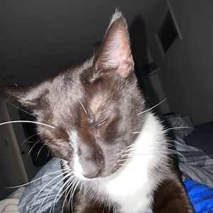 comichurdle_ - Twitch