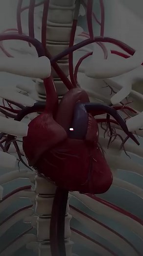 Human Heart English speaking practice | Medical information