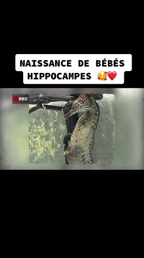 Naissance de bébés Hippocampes 🥰❤️ , #reportage #decouverte #documentaire #nature #animaux #naissance #bebe #bebes #hippocampe #mignon #fyp #pt #pourtoi #viral #viralvideo #viraltiktok #video