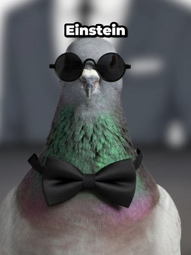 What If Pigeons Had Perfect Memory?