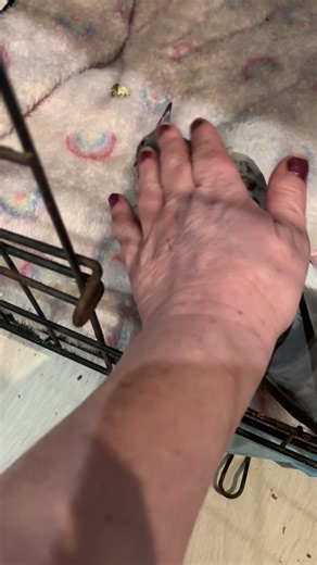 Rescuing a Baby Pigeon in Need of Care