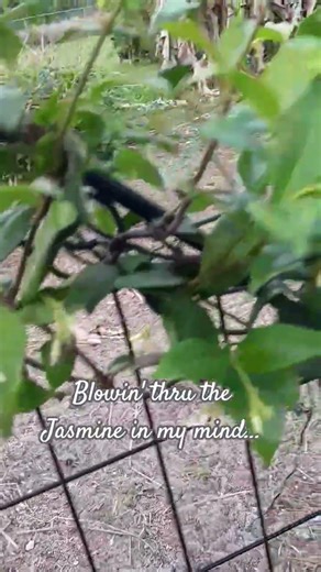 Blowin' thru the Jasmine in my mind