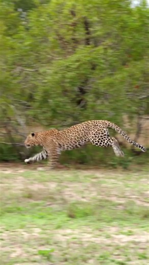 Leopard Play Behavior Captured in the Wild!